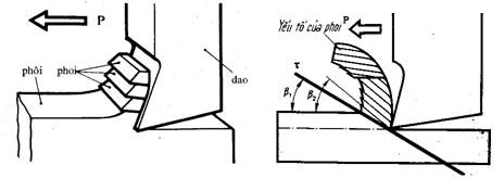 Quá trình hình thành phoi